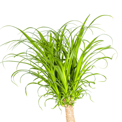 Beaucarnea Recurvata – Elefantenfuß – Zimmerpflanze – Ø12cm – ↕25cm – Pflegeleichte Sukkulente mit markantem Stamm – Luftreinigende Pflanze für Zuhause & Büro 