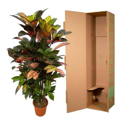 Codiaeum Croton Iceton – Wunderstrauch – Bunte Zimmerpflanze mit Farbspiel – Exotische Blätter – Ø24cm – ↕120cm 