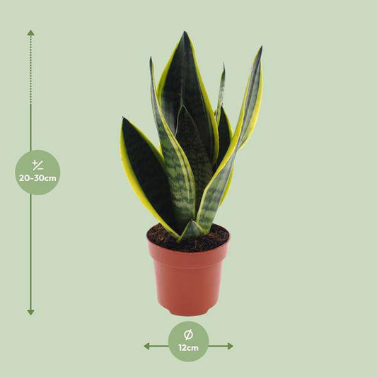 Bogenhanf - Sansevieria Futura Superba - Zimmerpflanze - Ø12cm - ↕30cm 