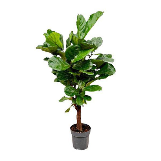 Geigenfeige – Ficus Lyrata – Zimmerpflanze – 150cm – Ø24cm – tropische Grünpflanze mit großen dekorativen Blättern 