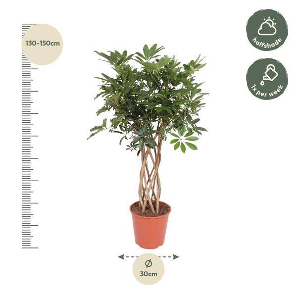 Strahlenaralie – Schefflera Arboricola Compacta – Zimmerpflanze – 140cm – Ø30cm – dekorative Indoor-Pflanze mit geflochtenem Stamm und glänzend grünen Blättern 