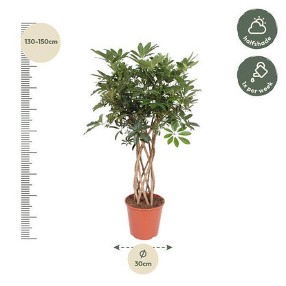 Strahlenaralie – Schefflera Arboricola Compacta – Zimmerpflanze – 140cm – Ø30cm – dekorative Indoor-Pflanze mit geflochtenem Stamm und glänzend grünen Blättern 