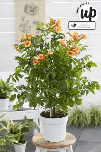 Trompetenblume Orange - Campsis Indian Summer - Ø15cm - ↕65cm 
