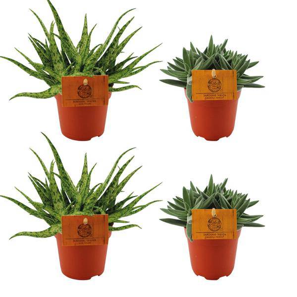 Aloe Spider + Crassula Tenelli – 4 Zimmerpflanzen im Set – Ø10.5cm – ↕10cm – Pflegeleichte Sukkulenten – Dekorativ & robust – Für Fensterbank, Wohnzimmer & Büro 