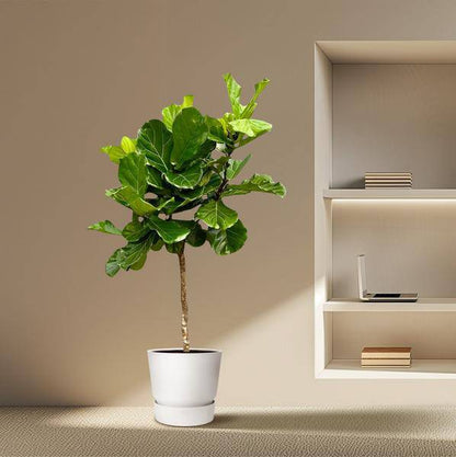 Geigen-Feige – Ficus Lyrata – Zimmerpflanze 210cm – Ø40cm – XXL-Designpflanze mit großen geigenförmigen Blättern – Exklusive Kübelpflanze für Wohnzimmer, Büro & Wintergarten – Pflegeleicht 