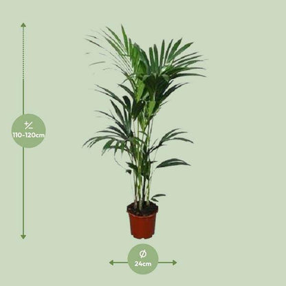 Kentia-Palme (Howea forsteriana) – Zimmerpflanze – Ø22cm – 120 cm hoch – Luftreinigend & Pflegeleicht 
