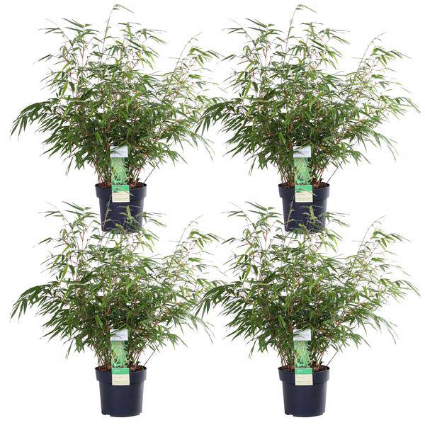 Schirmbambus Fargesia rufa – 2er – Set – ca. 60cm hoch Ø19cm – Immergrüner, horstbildender Bambus – Winterhart & nicht wucher