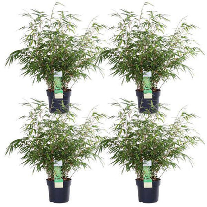 Schirmbambus Fargesia rufa – 2er – Set – ca. 60cm hoch Ø19cm – Immergrüner, horstbildender Bambus – Winterhart & nicht wucher