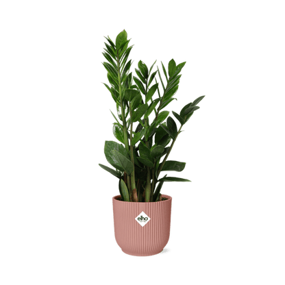 Glücksfeder Zamioculcas – 45-50cm Zimmerpflanze inkl. Ziertopf Vibes Fold Rosa Ø14cm – Pflegeleichte Grünpflanze mit glänzenden Blättern – Robust & luftreinigend – Für Wohnzimmer & Büro 