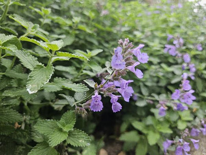 Nepeta 'Walker's Low' – 6 Pflanzen – Katzenminze – Lavendelblaue Blüten – Silbergrünes Laub – Pflegeleichte Staude – Sonnig – Bienen & Schmetterlinge 