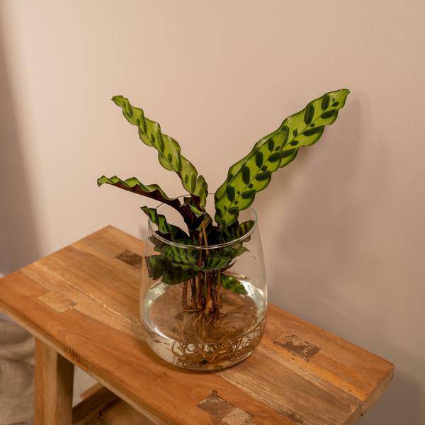 Korbmarante Calathea Insignis – Hydroponische Zimmerpflanze im Kingston-Glas – Ø12cm – 30cm Höhe – grünes dekoratives Laub – pflegeleicht & blütenfrei 