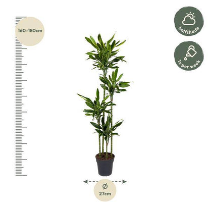 Drachenbaum – Dracaena Golden Coast 170cm – Ø27cm – Exotische Zimmerpflanze mit grünen und goldenen Blättern – Pflegeleichte Grünpflanze für Büro, Wohnzimmer & Wintergarten 