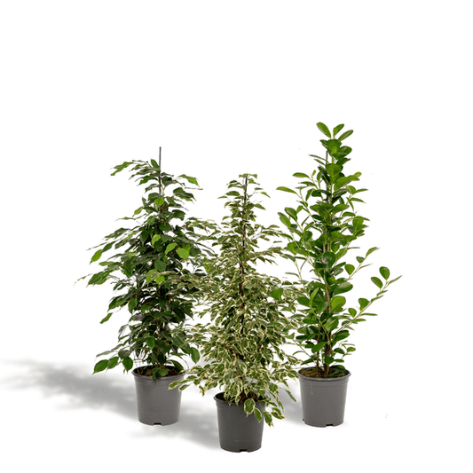 Pflanzenset Ficus Benjamina Danielle + Twilight + Microcarpa Moclame – Zimmerpflanzen – je Ø21cm – ca. 95cm Höhe – Luftreinigende grüne Schönheiten für helle Innenräume 