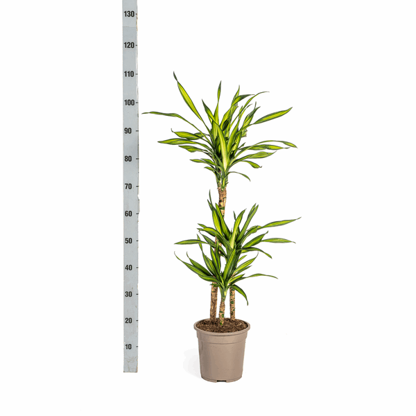 Dracaena Deremensis Rikki - Drachenbaum - Zimmerpflanze - Ø21cm - ↕90-110cm 