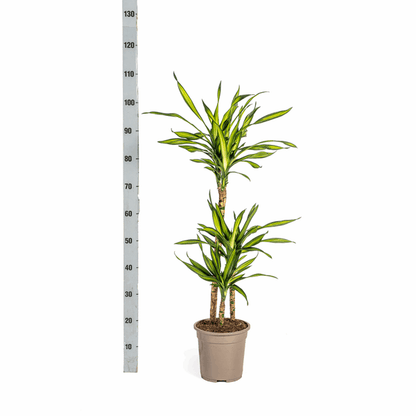 Dracaena Deremensis Rikki - Drachenbaum - Zimmerpflanze - Ø21cm - ↕90-110cm 