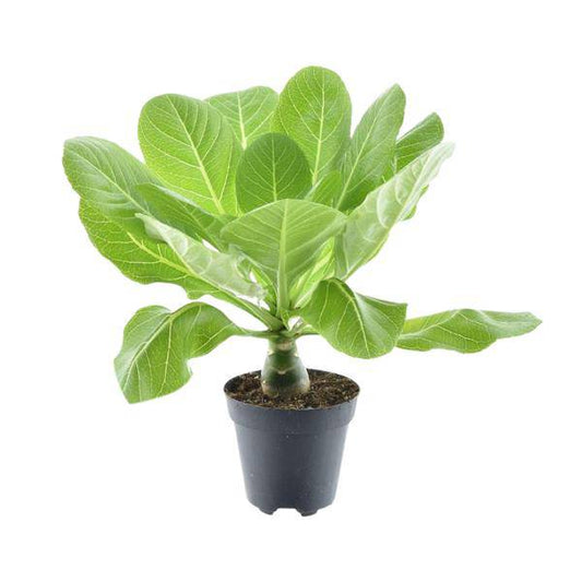 Vulkanpalme – Brighamia insignis 'Hawaii Palme' – Zimmerpflanze – Ø12cm – Höhe ca. 37cm – Exotische Rarität 
