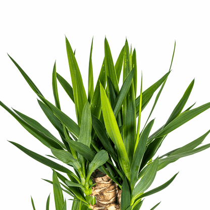 Yucca Elephantipes – Riesen-Palmlilie – Zimmerpflanze Ø24cm ↕120-140cm – Robust & pflegeleicht – Schwertförmige Blätter – Modernes Design 