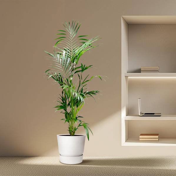 Kentia-Palme – Howea forsteriana – Zimmerpflanze – 200cm – Ø24cm – Elegante Grünpflanze für Wohnzimmer, Büro & Wintergarten – Tropische Kübelpflanze 