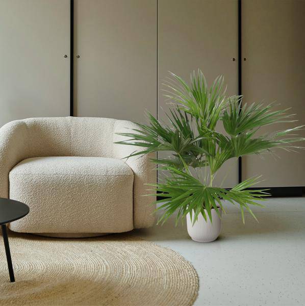Chinesische Schirmpalme – Livistona Chinensis – Zimmerpflanze – 170cm – Ø27cm – pflegeleichte tropische Fächerpalme für Innen und Außen 