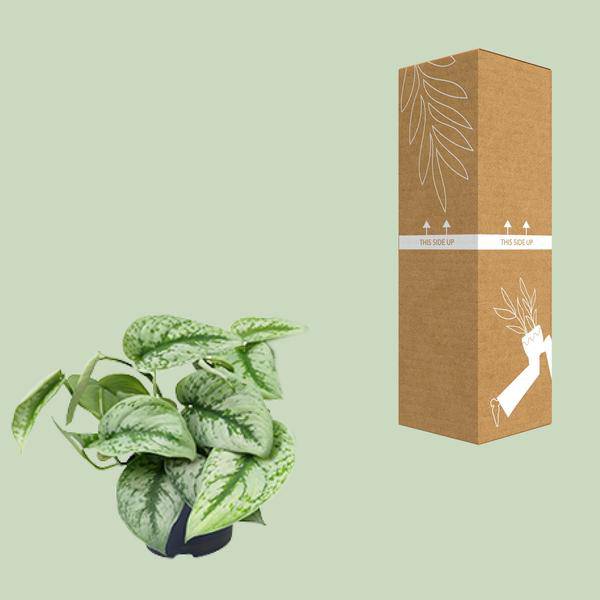 Gefleckte Efeutute – Scindapsus Pictus Trebie – Zimmerpflanze – Ø12cm – 20 cm hoch – pflegeleicht – hängende Ranken – Halbschatten – Indoor-Pflanze 