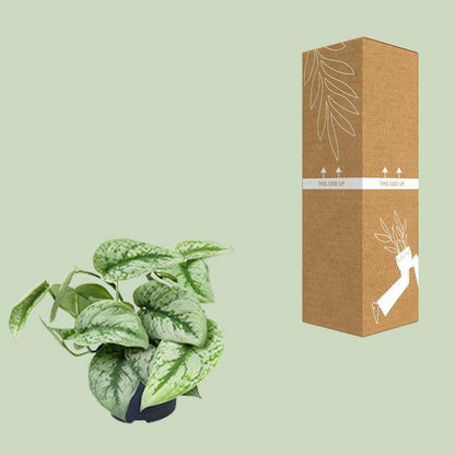 Gefleckte Efeutute – Scindapsus Pictus Trebie – Zimmerpflanze – Ø12cm – 20 cm hoch – pflegeleicht – hängende Ranken – Halbschatten – Indoor-Pflanze 
