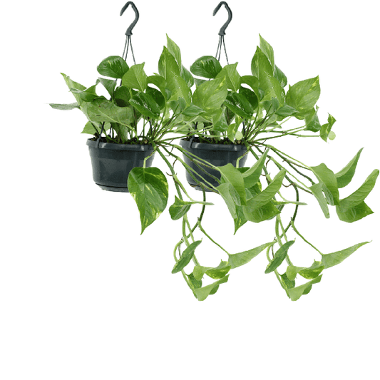 Efeutute - Epipremnum Aureum Scindapsus - Zimmerpflanze - 25cm - ø15cm - 2 Stück 