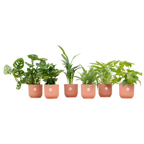 Überraschungskiste – 6 verschiedene Zimmerpflanzen inkl. Pflanztopf Vibes Fold Rosa Ø14cm – Pflegeleichte Grünpflanzen im Set – Dekorative Pflanzenbox für Wohnzimmer, Büro & Geschenkidee 