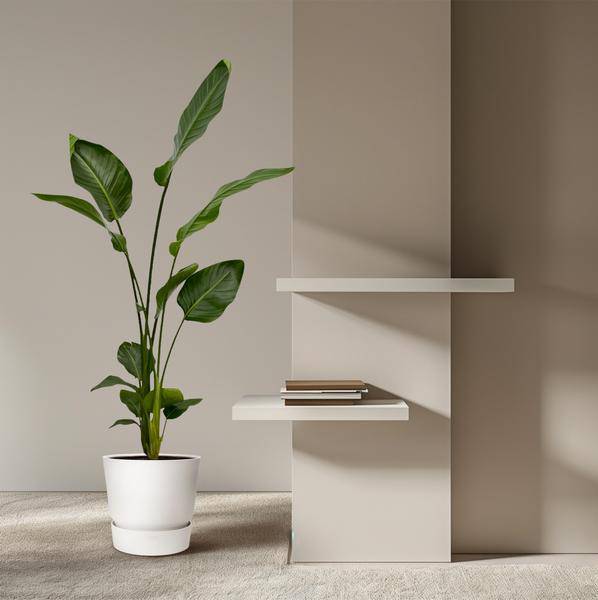 Strelitzia Nicolai – Baum-Strelitzie – 2 Stück – Zimmerpflanzen ca. 130cm – ø17cm – Weißer Paradiesvogel – Tropische XL-Grünpflanzen für Wohnzimmer, Büro & Wintergarten 