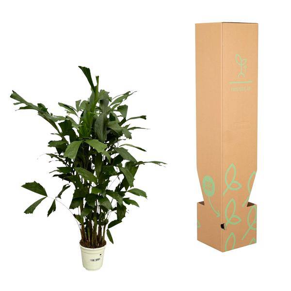 Fischschwanzpalme – Caryota Mitis – Tropische Zimmerpflanze ↕120cm – Ø19cm – Exotische Palme mit gefiederten Blättern – Elegante Grünpflanze für Wohnzimmer, Büro & Bad 