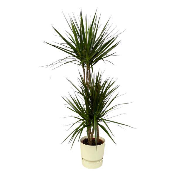 Dracaena Marginata – Drachenbaum – Zimmerpflanze ca. 120cm – ø21cm – inkl. Pflanzgefäß Greenville Weiß D24xH23 – Elegante Grünpflanze mit roten Blatträndern für Wohnzimmer & Büro 