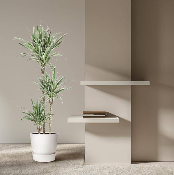 Drachenbaum – Dracaena White Stripe 150cm – Ø24cm – Zimmerpflanze mit grünen Blättern & weißen Streifen – Elegante pflegeleichte Dekopflanze für Wohnzimmer, Büro & Wintergarten 