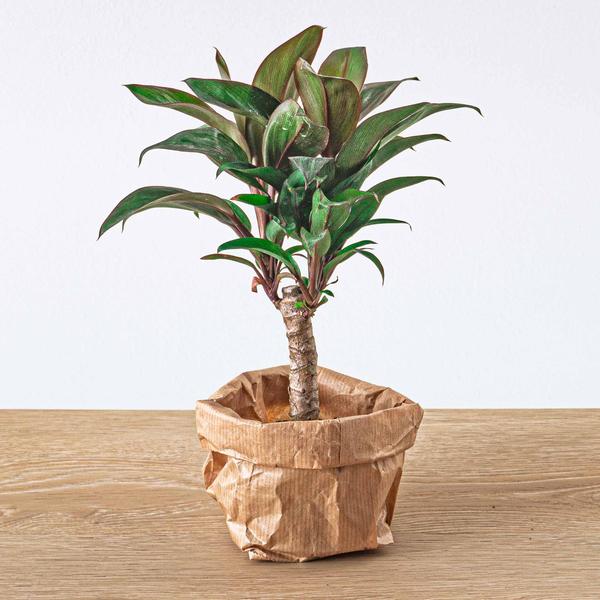 Flaschengarten-Set Dschungel 5 – DIY Pflanzenterrarium mit Coffea, Farn, Palme & Fittonia – Nachfüllpack & Starter-Kit 