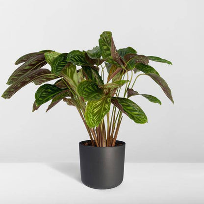 Calathea Flamestar - Pfauenpflanze - Ø19cm - ↕75cm 