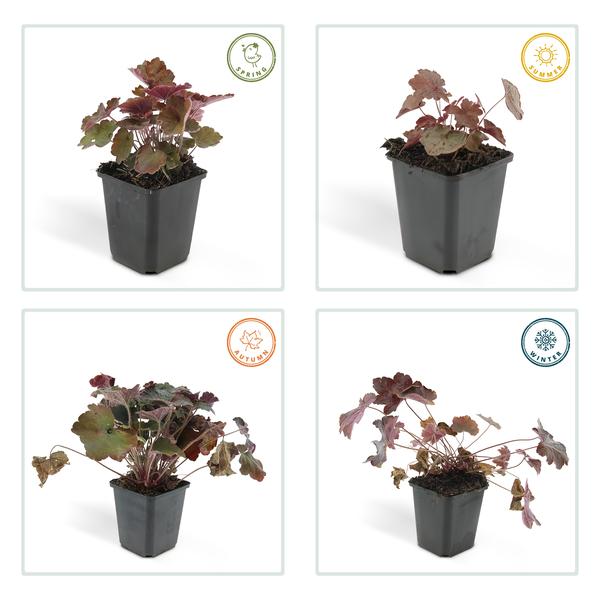 Heuchera 'Palace Purple' – Rotblättriges Silberglöckchen – Staude für Schatten & Beete – ↕10-25cm – Ø9cm – 6 Pflanzen – Pflegeleicht & bienenfreundlich – Für Garten & Pflanzgefäße 