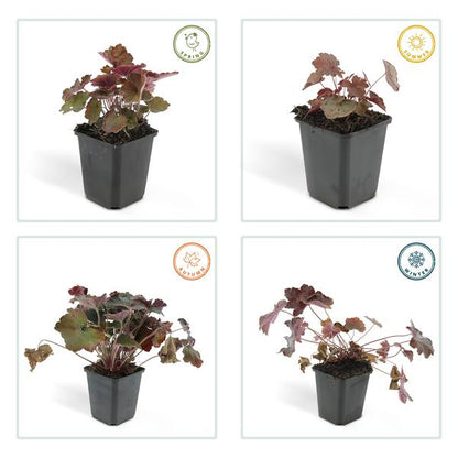 Heuchera 'Palace Purple' – Rotblättriges Silberglöckchen – Staude für Schatten & Beete – ↕10-25cm – Ø9cm – 6 Pflanzen – Pflegeleicht & bienenfreundlich – Für Garten & Pflanzgefäße 