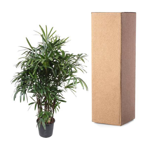 Steckenpalme – Rhapis Excelsa – Zimmerpflanze 190cm – Ø40cm – Elegante Damenpalme mit fächerförmigen Blättern – Pflegeleichte Palme für Wohnzimmer, Büro & Wintergarten 