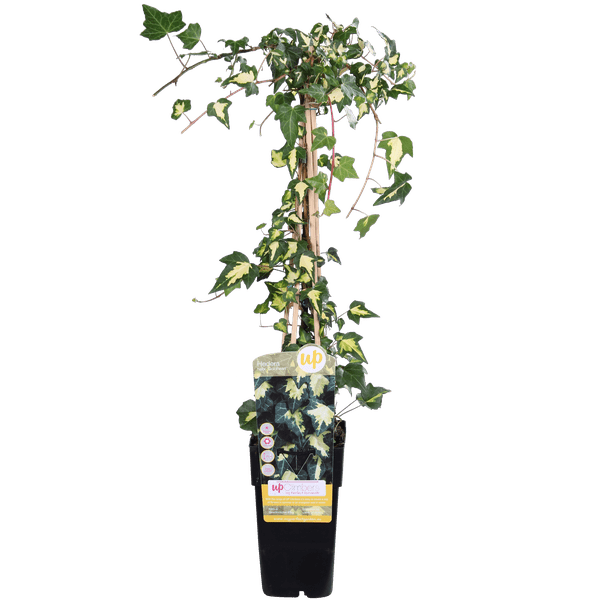 Gold-Efeu - Hedera helix 'Goldheart' - Ø15cm - ↕65cm 