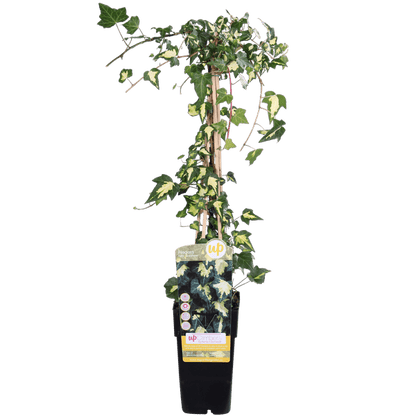 Gold-Efeu - Hedera helix 'Goldheart' - Ø15cm - ↕65cm 