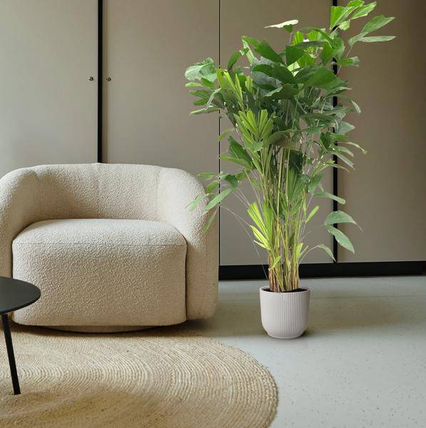 Caryota Mitis – Fischschwanzpalme – Zimmerpflanze ca. 140cm – ø24cm – Tropische Palme mit gefiederten Blättern für Wohnzimmer, Büro & Wintergarten 