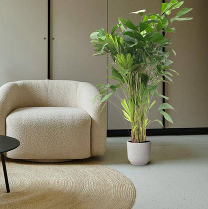 Caryota Mitis – Fischschwanzpalme – Zimmerpflanze ca. 140cm – ø24cm – Tropische Palme mit gefiederten Blättern für Wohnzimmer, Büro & Wintergarten 