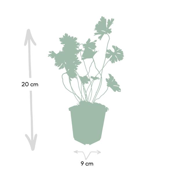 Geranium Rozanne – Storchschnabel – Ø9cm – ↕10-25cm – 6 Pflanzen – Lila Blüten, Bodendecker 