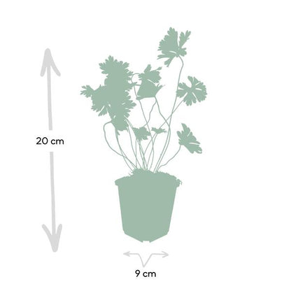 Geranium Rozanne – Storchschnabel – Ø9cm – ↕10-25cm – 6 Pflanzen – Lila Blüten, Bodendecker 