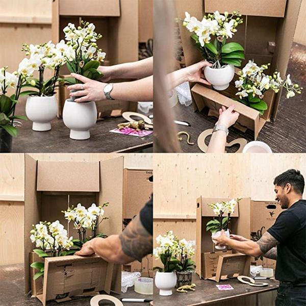 Phalaenopsis Orchidee Weiß – Amabilis – Ø9cm x H40cm – Le Chic Deko-Topf Silber – Blühende Zimmerpflanze mit 2–3 Zweigen – Eleganter Blumentopf für stilvolles Wohnen 