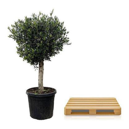 Olivenbaum – Olea Europaea Lorc 180cm – Ø50cm – Mediterrane Kübelpflanze mit silbergrünen Blättern – Edler Olivenbaum für Garten, Terrasse, Balkon & Wintergarten – Pflegeleicht 