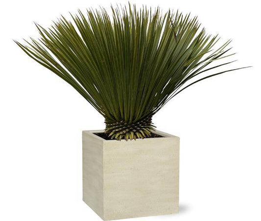 Palmlilie – Yucca Rostrata – Zimmerpflanze 80cm – Ø30cm – Exotische Wüstenpflanze mit blaugrauen Blättern – Pflegeleichte Kübelpflanze für Wohnzimmer, Terrasse & Wintergarten 