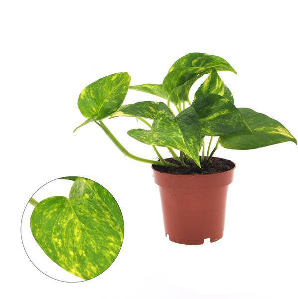 Efeutute – Epipremnum Aureum – Zimmerpflanze – Ø12cm – ca. 25cm hoch – Luftreinigend & pflegeleicht – Robuste Hänge- & Kletterpflanze 
