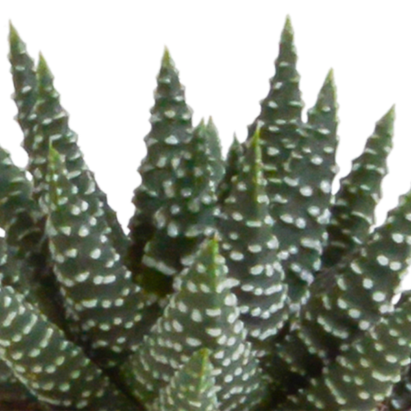 Sukkulente - Gasteria/Haworthia - Mix - 5,5 cm - im Topf - 5 Stück 