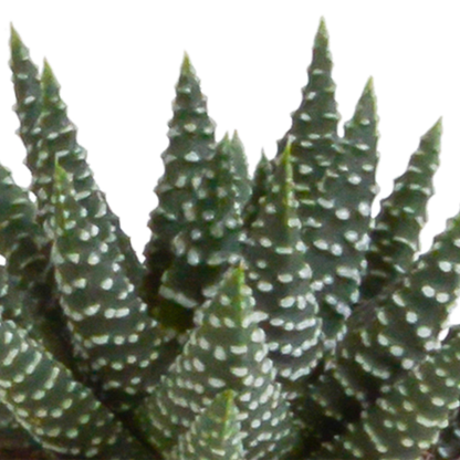 Sukkulente - Gasteria/Haworthia - Mix - 5,5 cm - im Topf - 5 Stück 