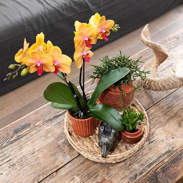Dekorative Schale – Runde Hyazinthenschale Ø30cm – Naturtablett aus geflochtenen Blättern – Ideal als Pflanzenunterlage oder Deko-Element 