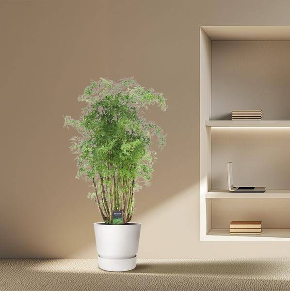 Polyscias Hawaiiana Ming – Fiederaralie – Immergrüne Zimmerpflanze – Elegante Grünpflanze für Wohnzimmer & Büro – ↕90cm – Ø24cm 